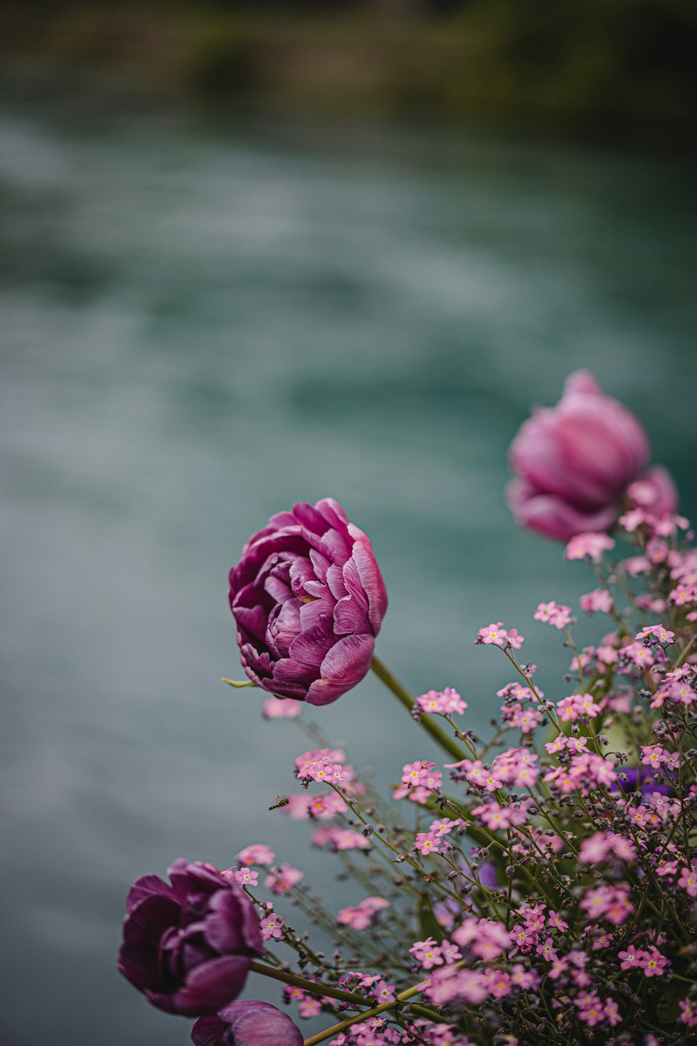 pink rose in bloom during daytime