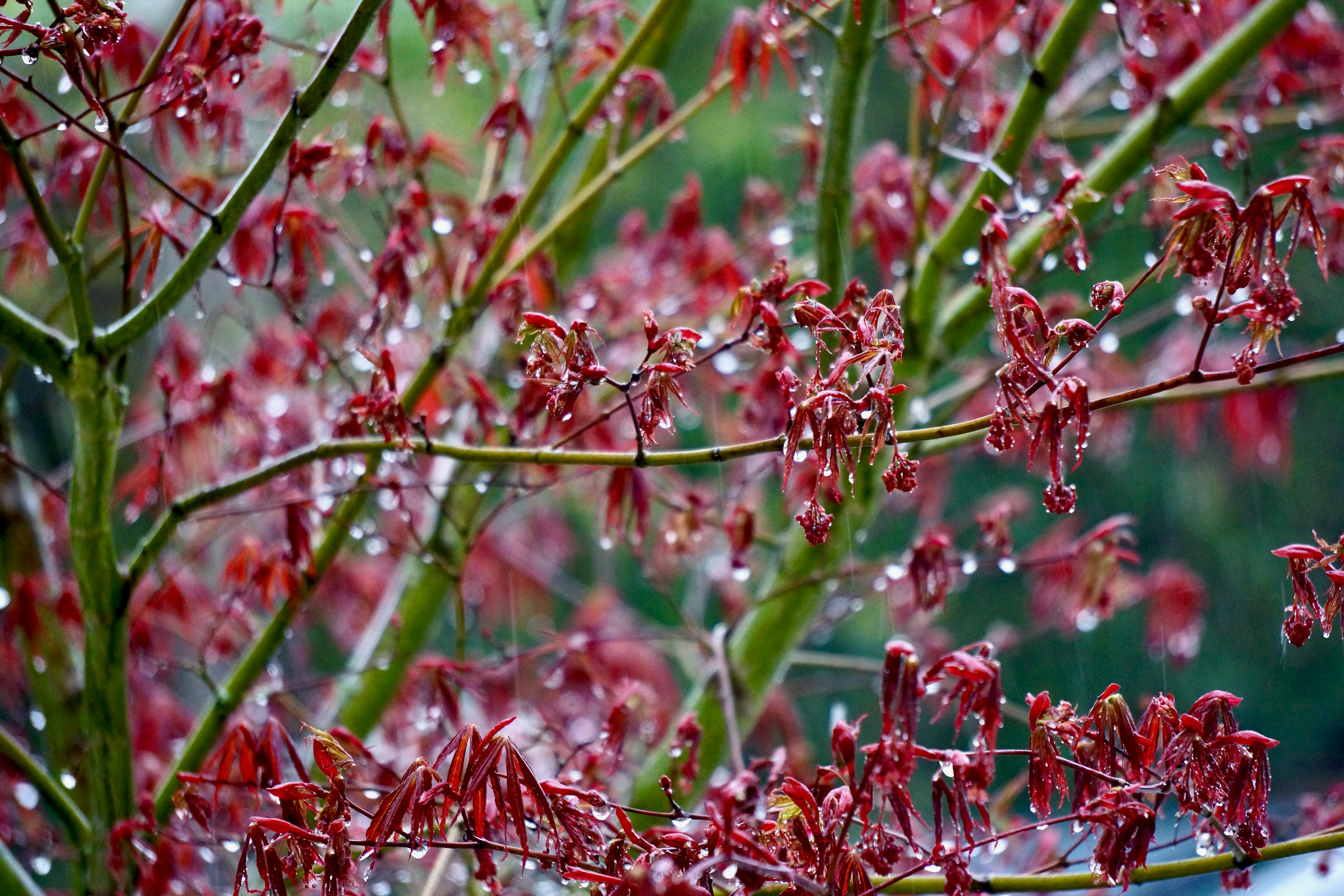 Photo by peterburdon