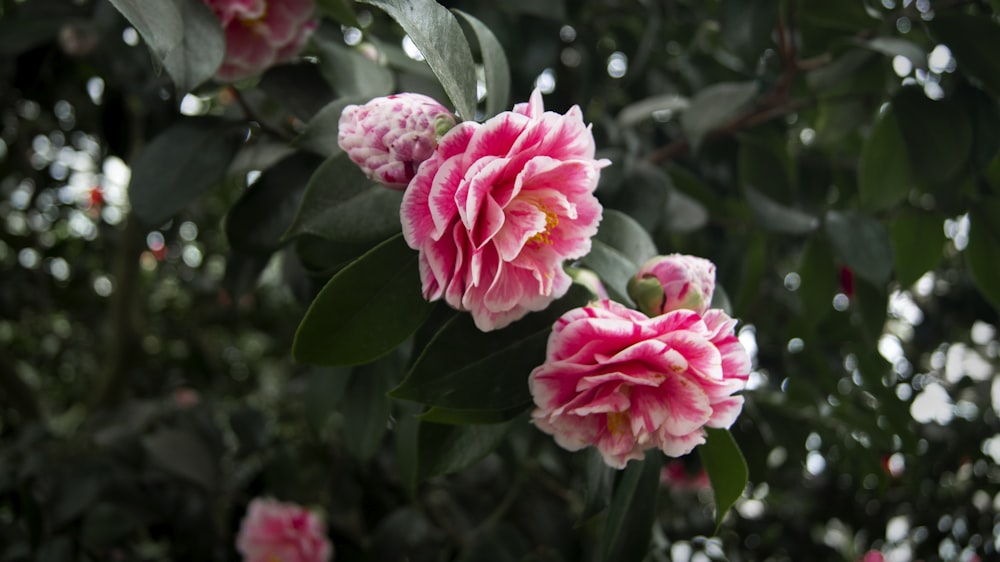 pink and white flower in macro shot