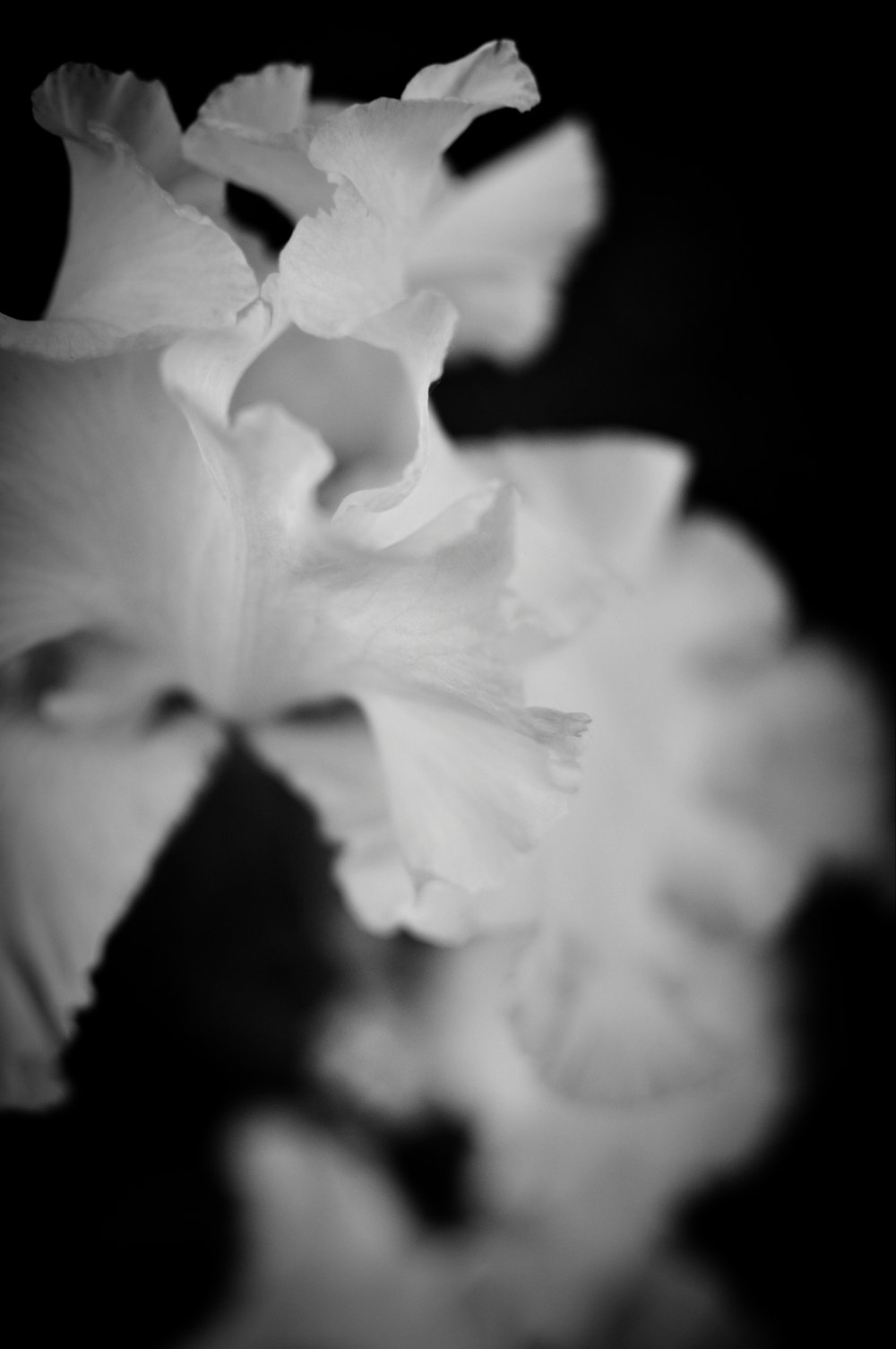 fleur blanche sur fond noir photo – Photo Plante Gratuite sur Unsplash