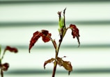 A close-up of a young plant stem with a few leaves, predominantly in shades of green and burgundy. The background consists of soft, horizontal lines in pale colors, providing a gentle contrast.