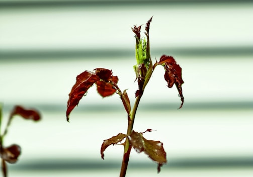 A close-up of a young plant stem with a few leaves, predominantly in shades of green and burgundy. The background consists of soft, horizontal lines in pale colors, providing a gentle contrast.