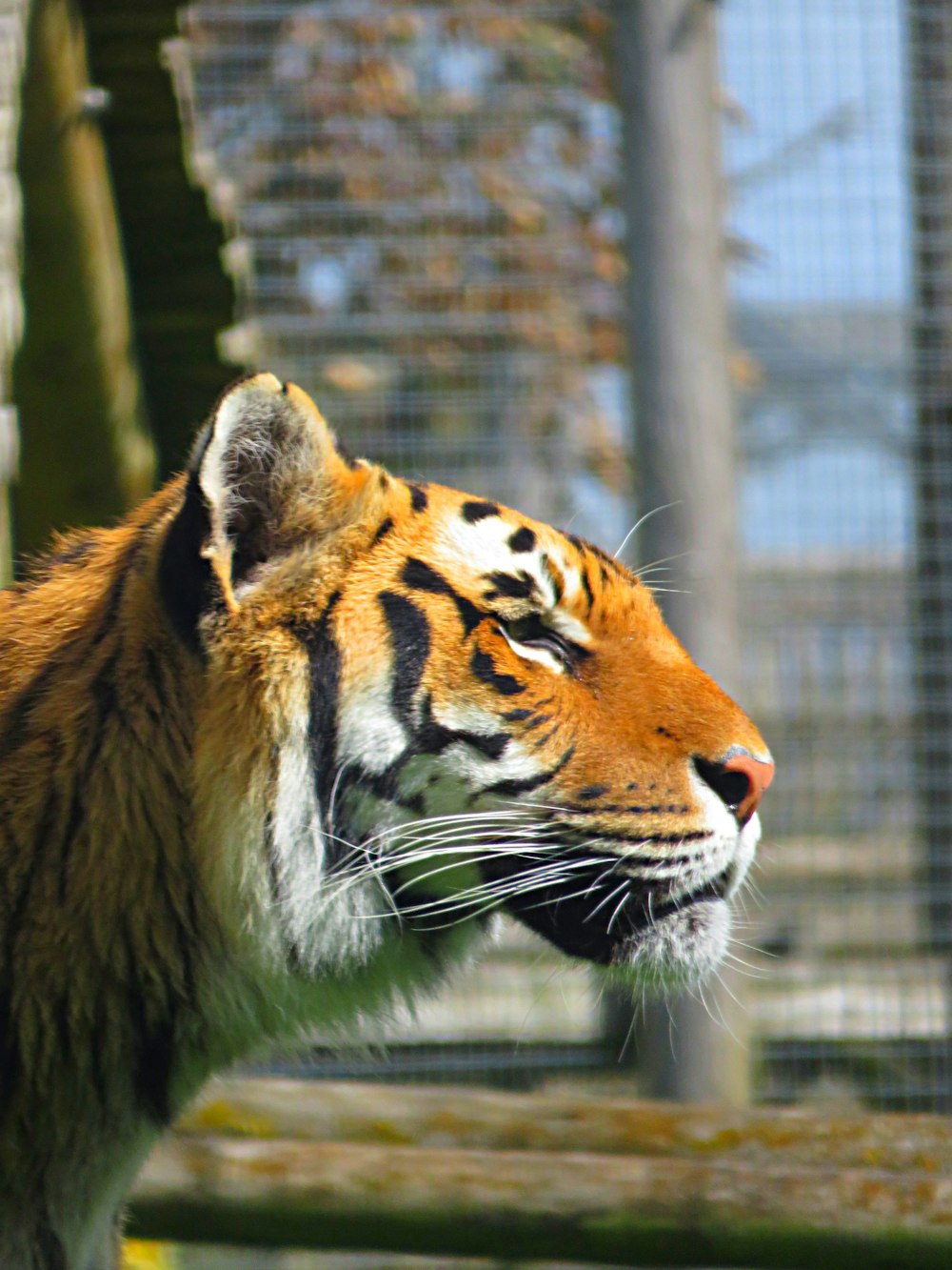 tiger in cage during daytime