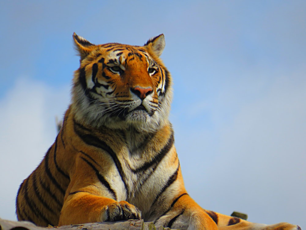 brown and black tiger lying on ground under blue sky during daytime