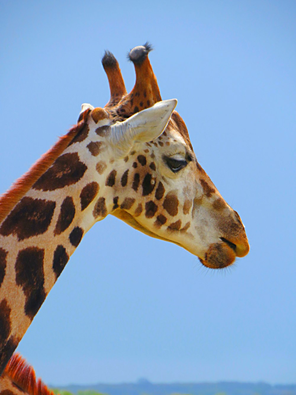 brown giraffe under blue sky during daytime