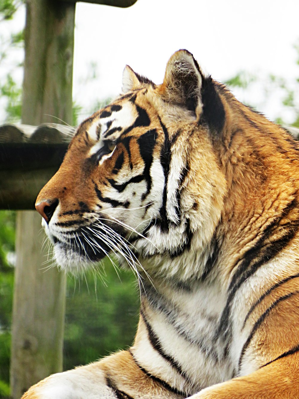 brown and black tiger on cage