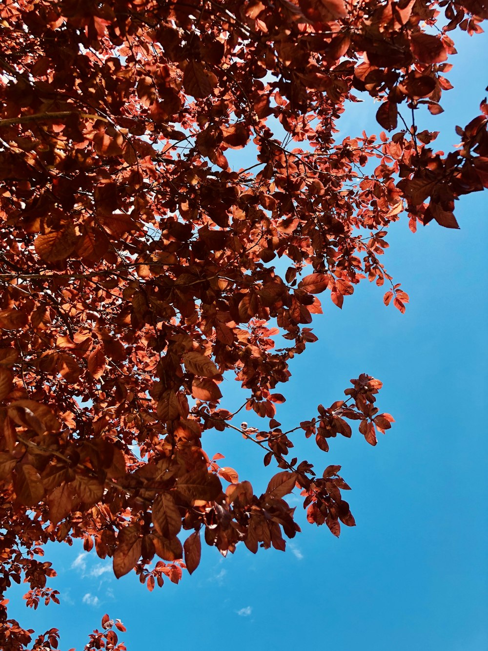 brown leaves on tree branch during daytime