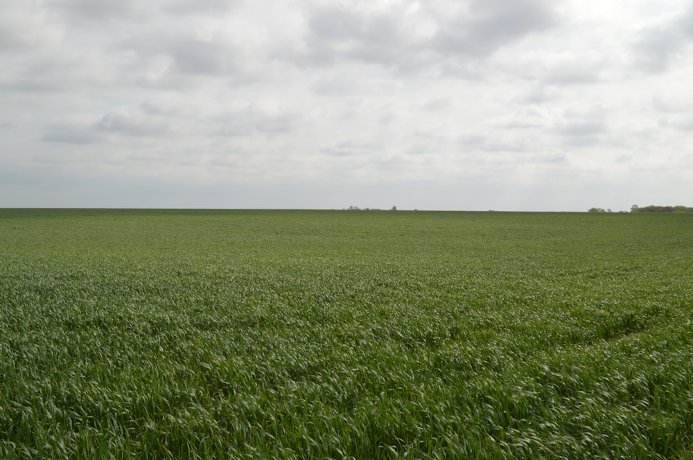 green grass field under white sky during daytime