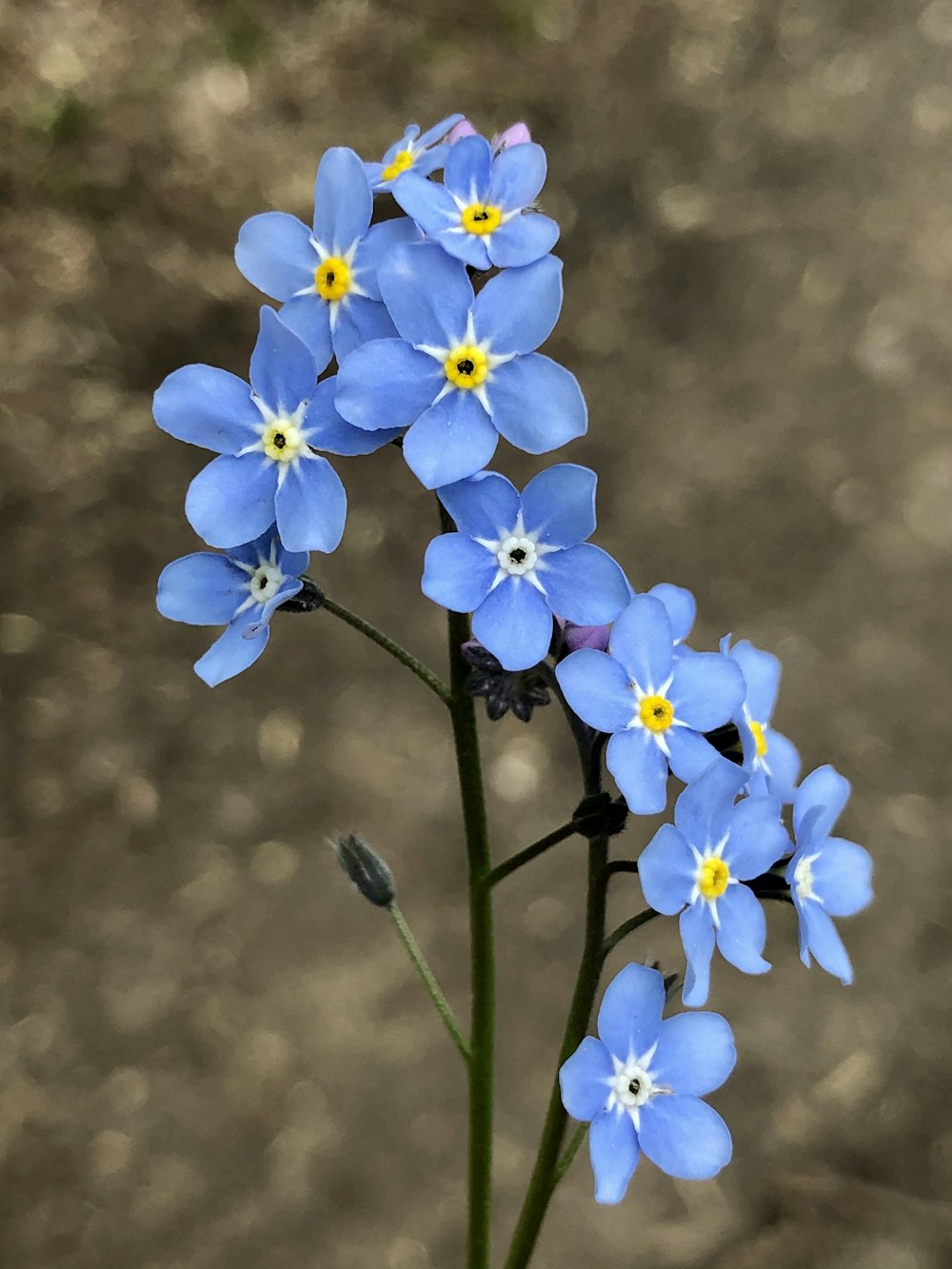 Fleurs bleues dans une lentille à bascule