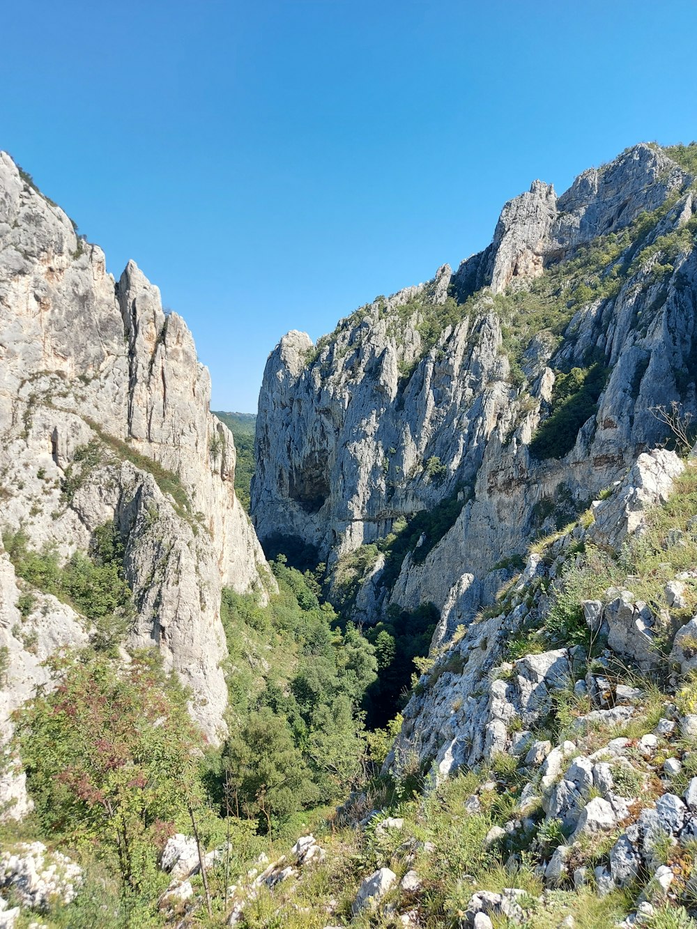 arbres verts sur la montagne rocheuse sous le ciel bleu pendant la journée