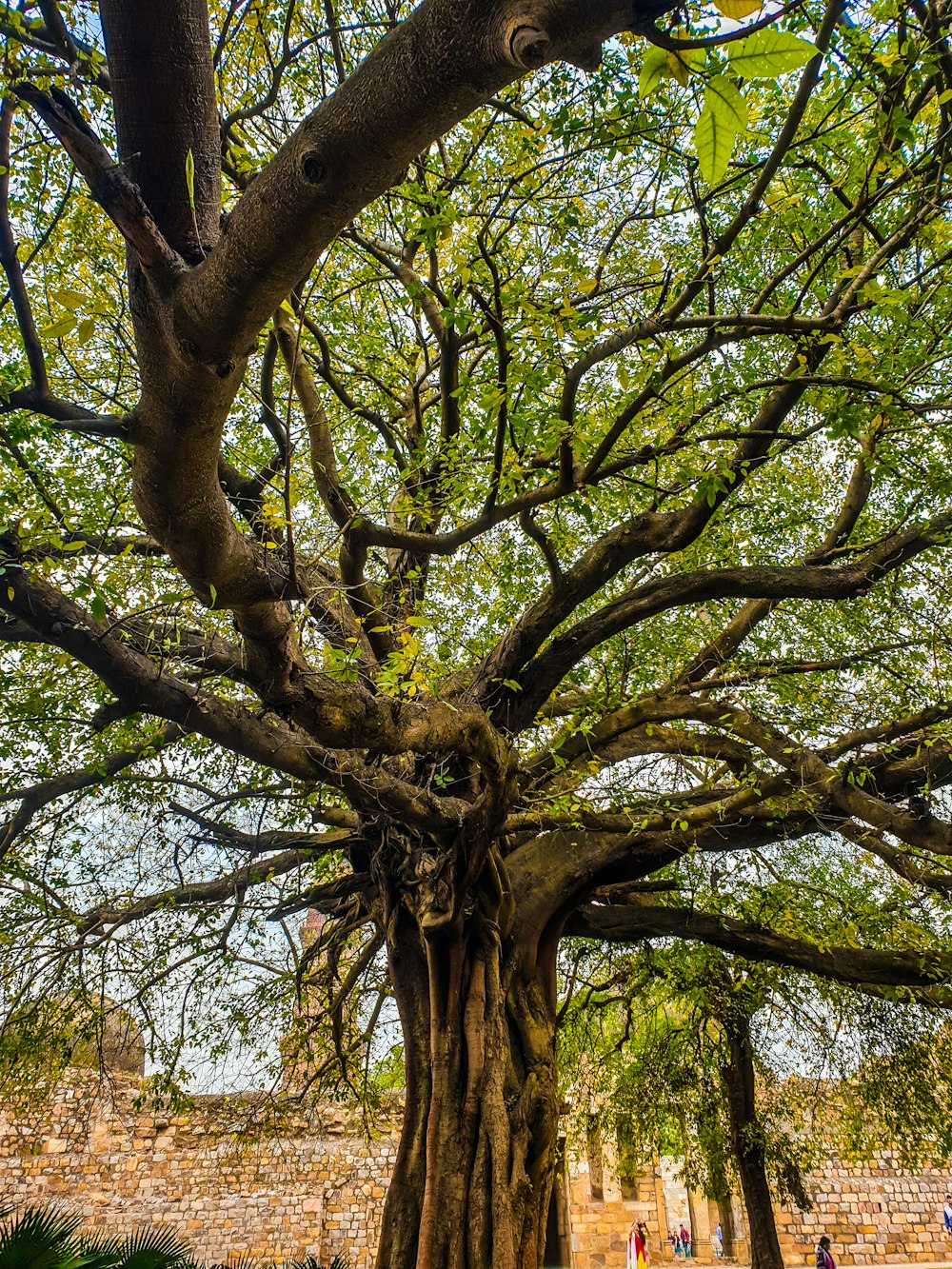 green tree with brown leaves during daytime