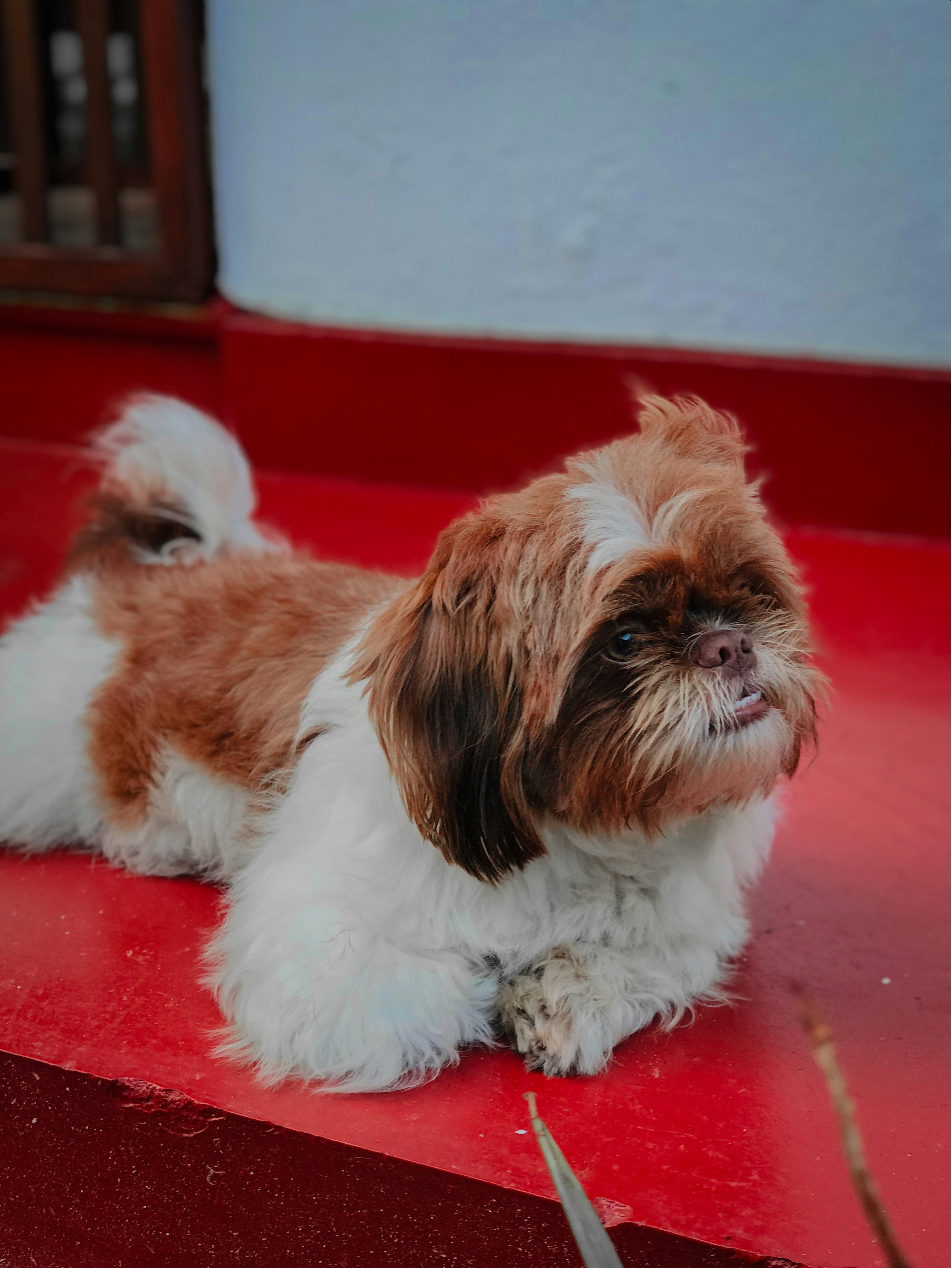 Shih Tzu Puppy Price In Sri Lanka Shih Tzu Dog
