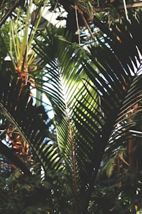 Organic Palm Sugar