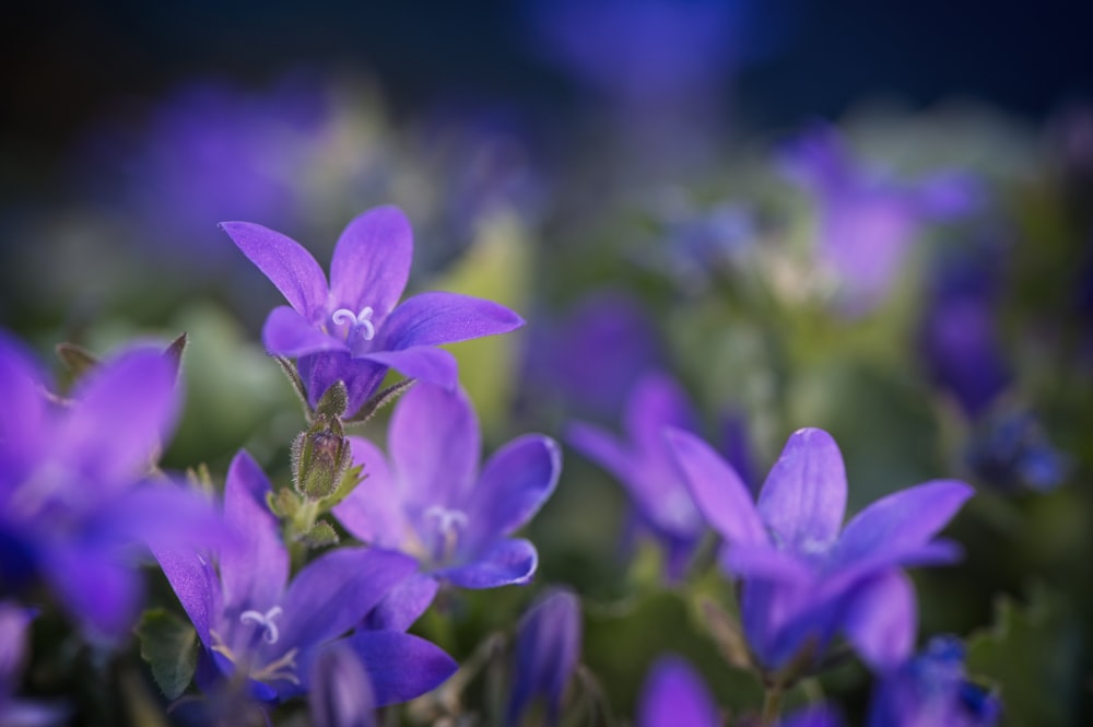 purple flower in tilt shift lens