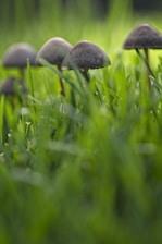 Close-up of fresh mushrooms being carefully harvested in a lush farm.