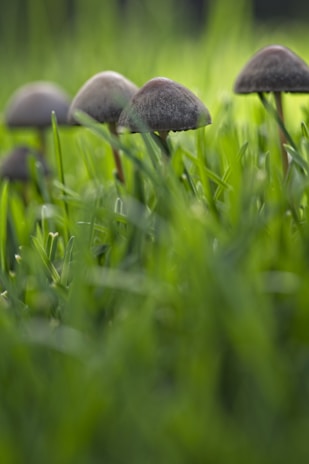 Close-up of fresh mushrooms being carefully harvested in a lush farm.