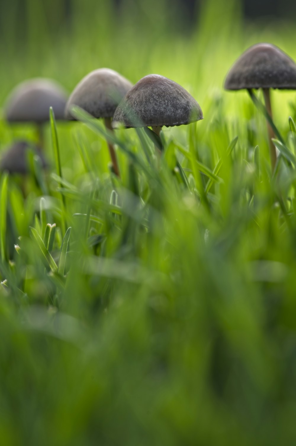 昼間の緑の芝生に茶色のキノコの写真 Unsplashの無料草地写真