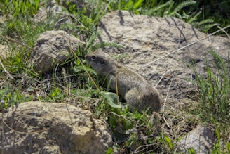 A small rodent is nestled among rocks and grass, blending into the natural environment. The scene features a variety of vegetation, casting subtle shadows and lending a sense of camouflage to the rodent.