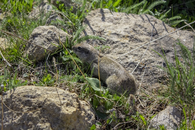 A small rodent is nestled among rocks and grass, blending into the natural environment. The scene features a variety of vegetation, casting subtle shadows and lending a sense of camouflage to the rodent.