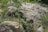 A small rodent is nestled among rocks and grass, blending into the natural environment. The scene features a variety of vegetation, casting subtle shadows and lending a sense of camouflage to the rodent.