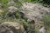 A small rodent is nestled among rocks and grass, blending into the natural environment. The scene features a variety of vegetation, casting subtle shadows and lending a sense of camouflage to the rodent.