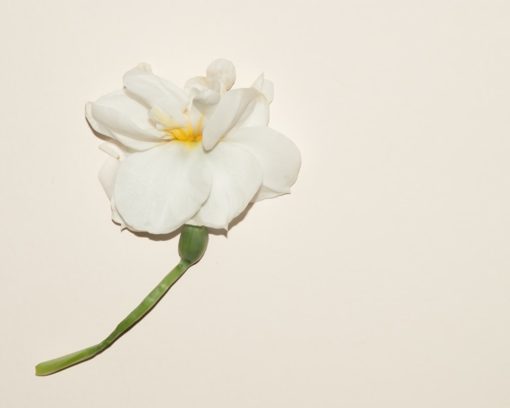 white flower with green stem