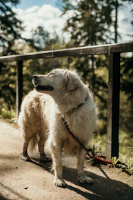 A happy golden retriever on a leash enjoying a sunny park walk.