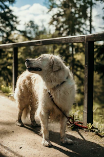 A cozy scene showing a sturdy, comfortable everyday leash clipped to a happy golden retriever's collar in a sunny park.