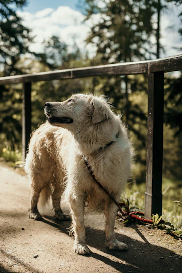 A cozy scene showing a sturdy, comfortable everyday leash clipped to a happy golden retriever's collar in a sunny park.