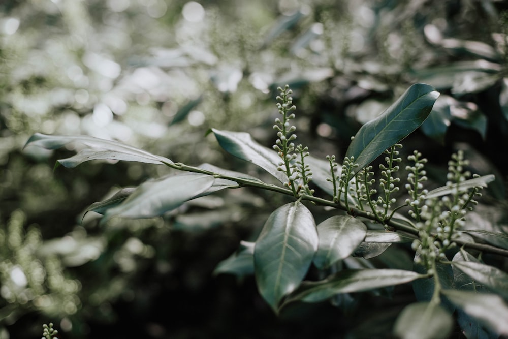 green leaf plant with water droplets