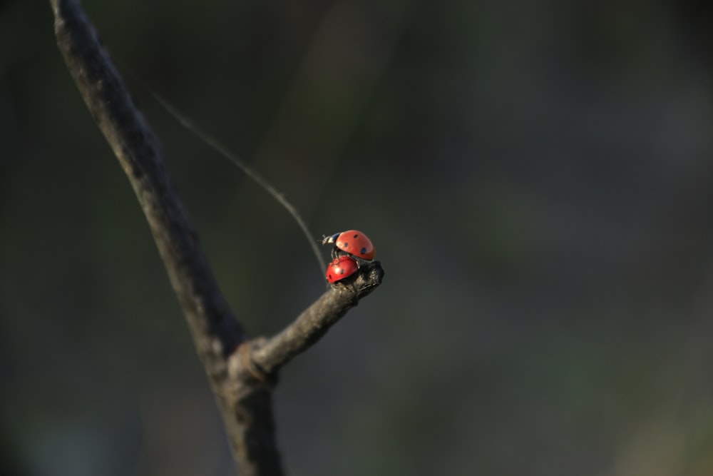 red ladybug perched on brown tree branch in tilt shift lens