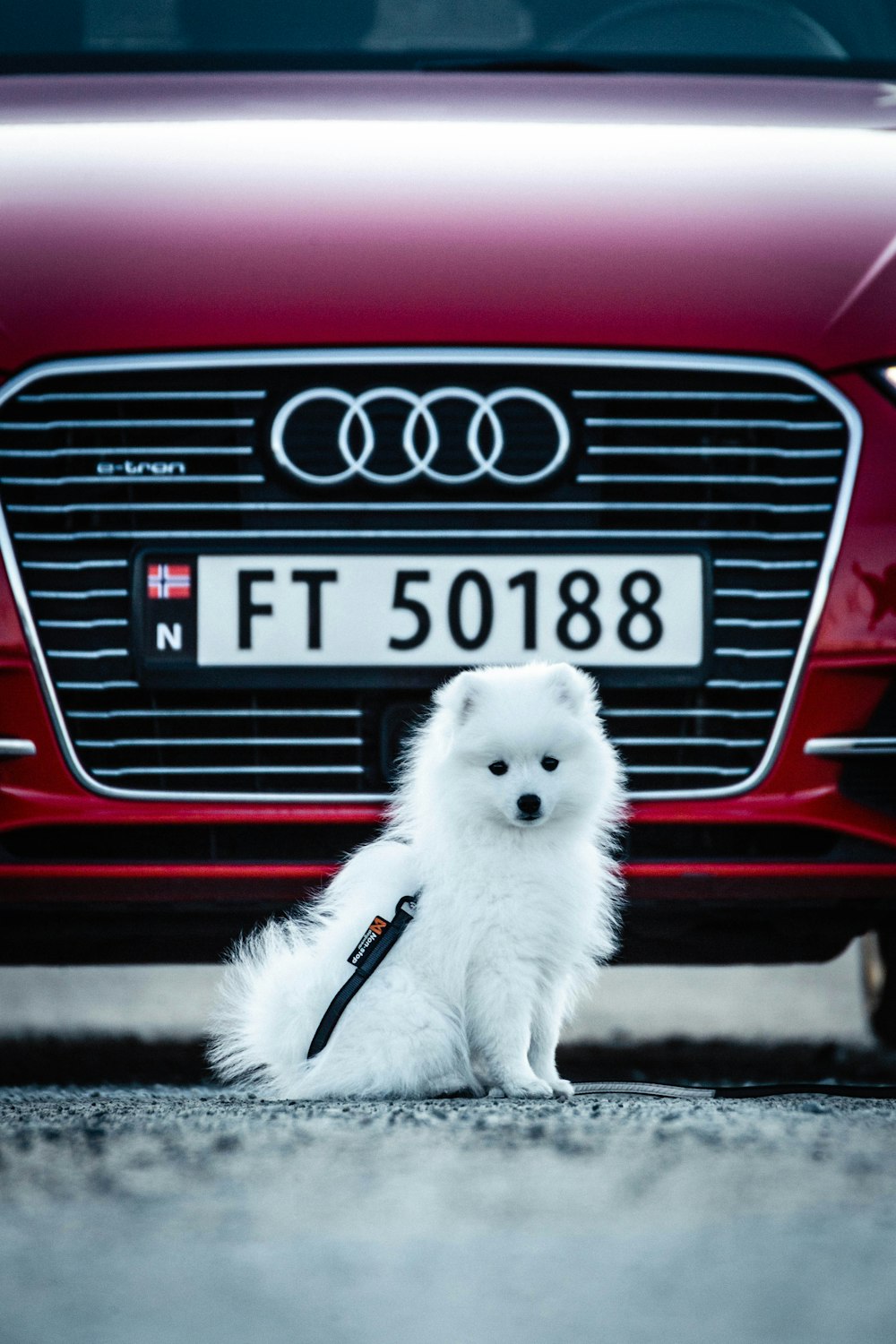 white long fur cat on red car