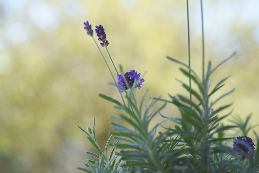 purple flower in tilt shift lens