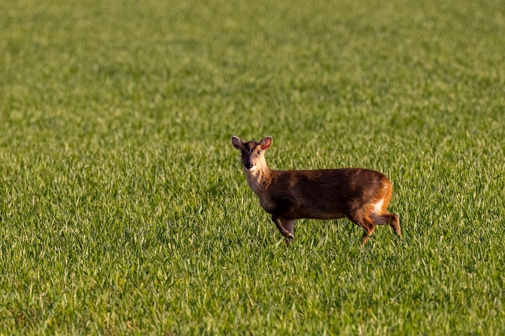 brown and white short coated dog on green grass field during daytime