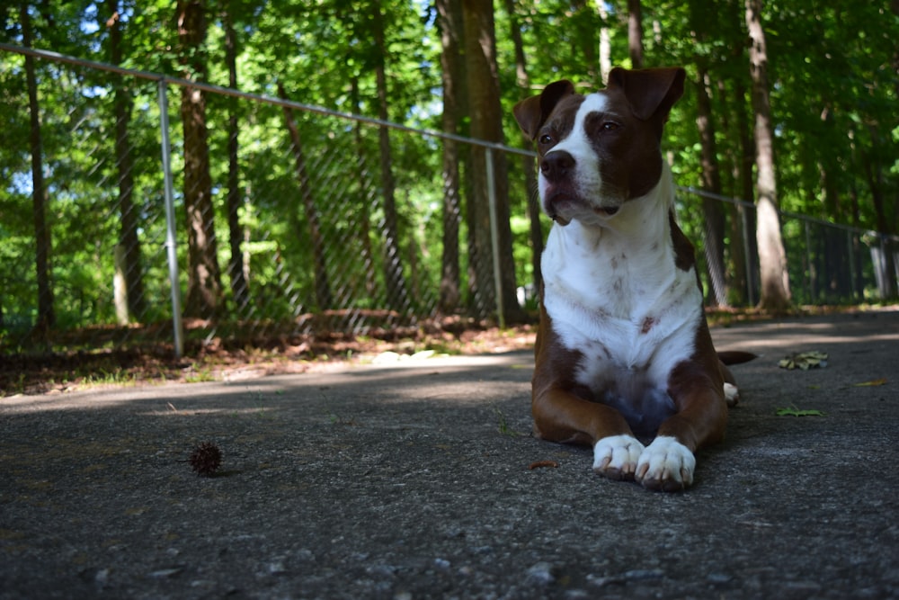 brown and white short coated dog sitting on gray concrete floor