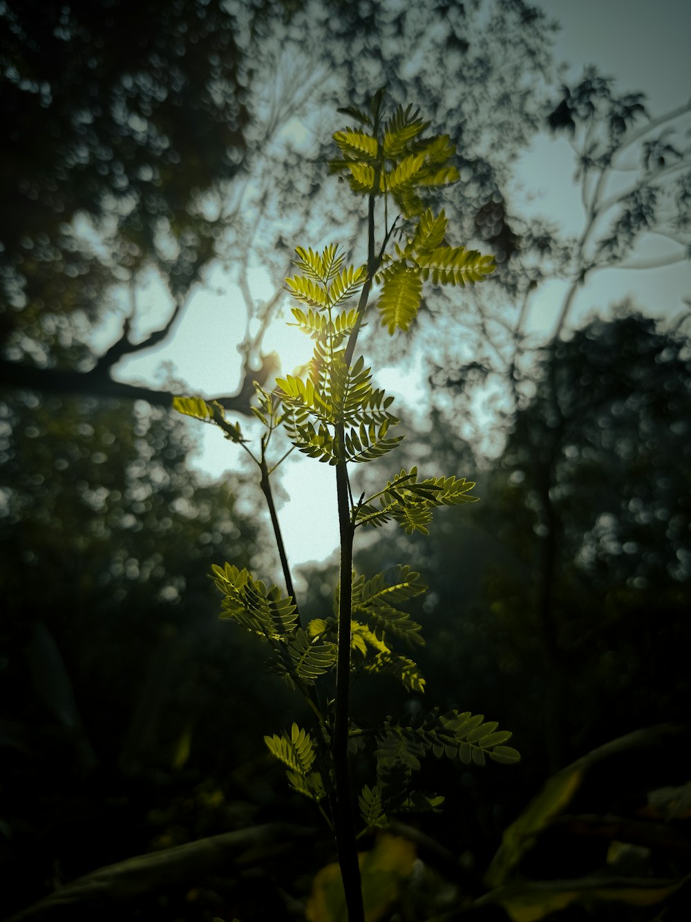 fiore giallo nell'obiettivo tilt shift