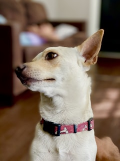 A service dog alerting a person with epilepsy, showing attentive and protective behavior in a living room setting.
