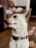 A light-colored dog with pointed ears and an attentive expression is wearing a red patterned collar, sitting indoors. The background features a blurred view of a couch and a person lying down.