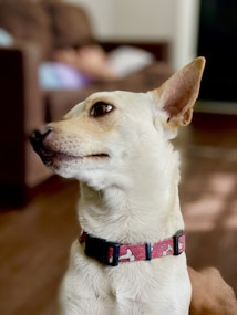 A light-colored dog with pointed ears and an attentive expression is wearing a red patterned collar, sitting indoors. The background features a blurred view of a couch and a person lying down.