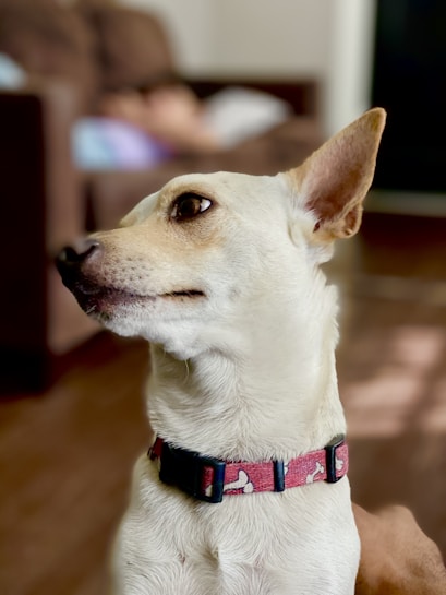 A light-colored dog with pointed ears and an attentive expression is wearing a red patterned collar, sitting indoors. The background features a blurred view of a couch and a person lying down.