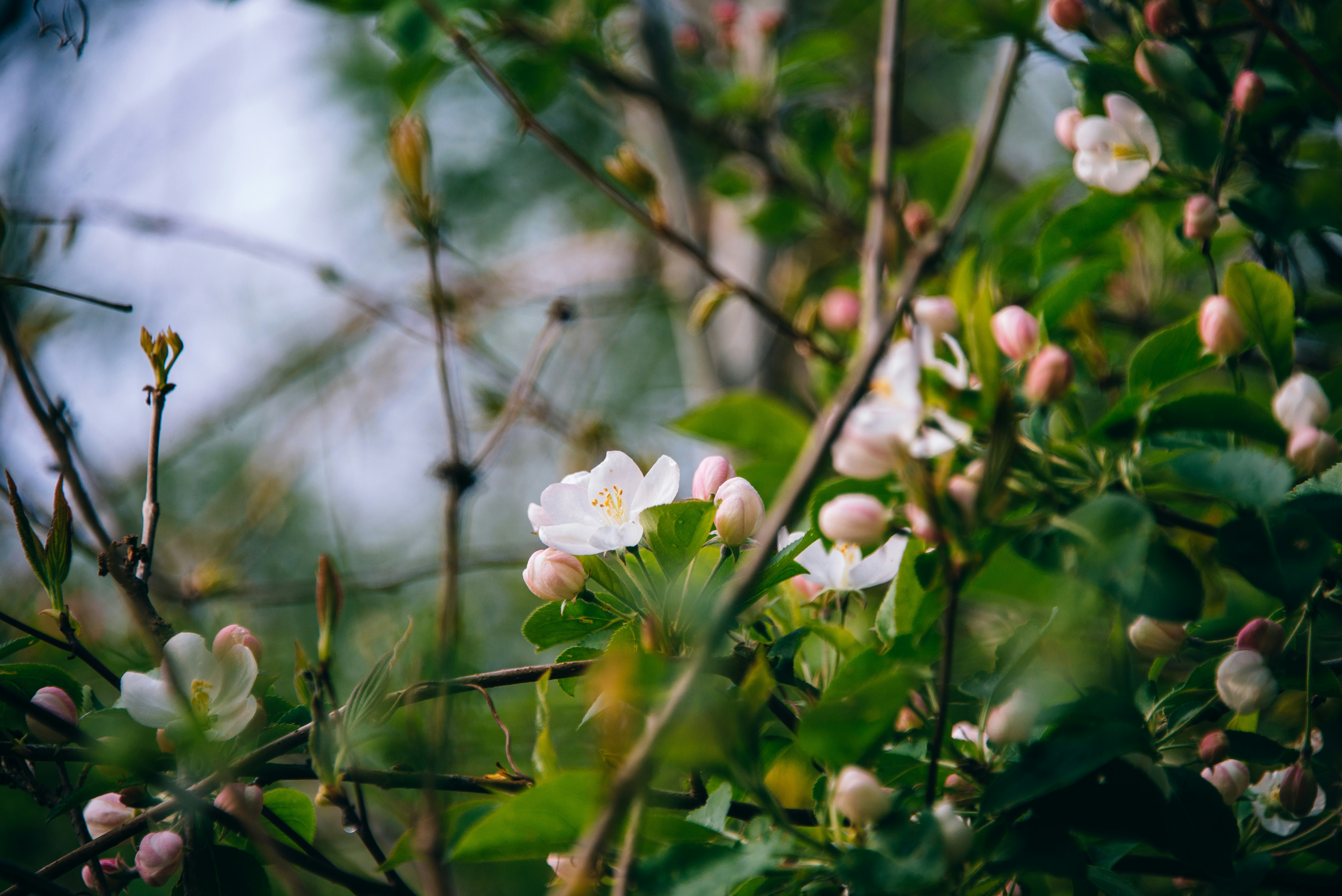 Photo by theroamingwildstead