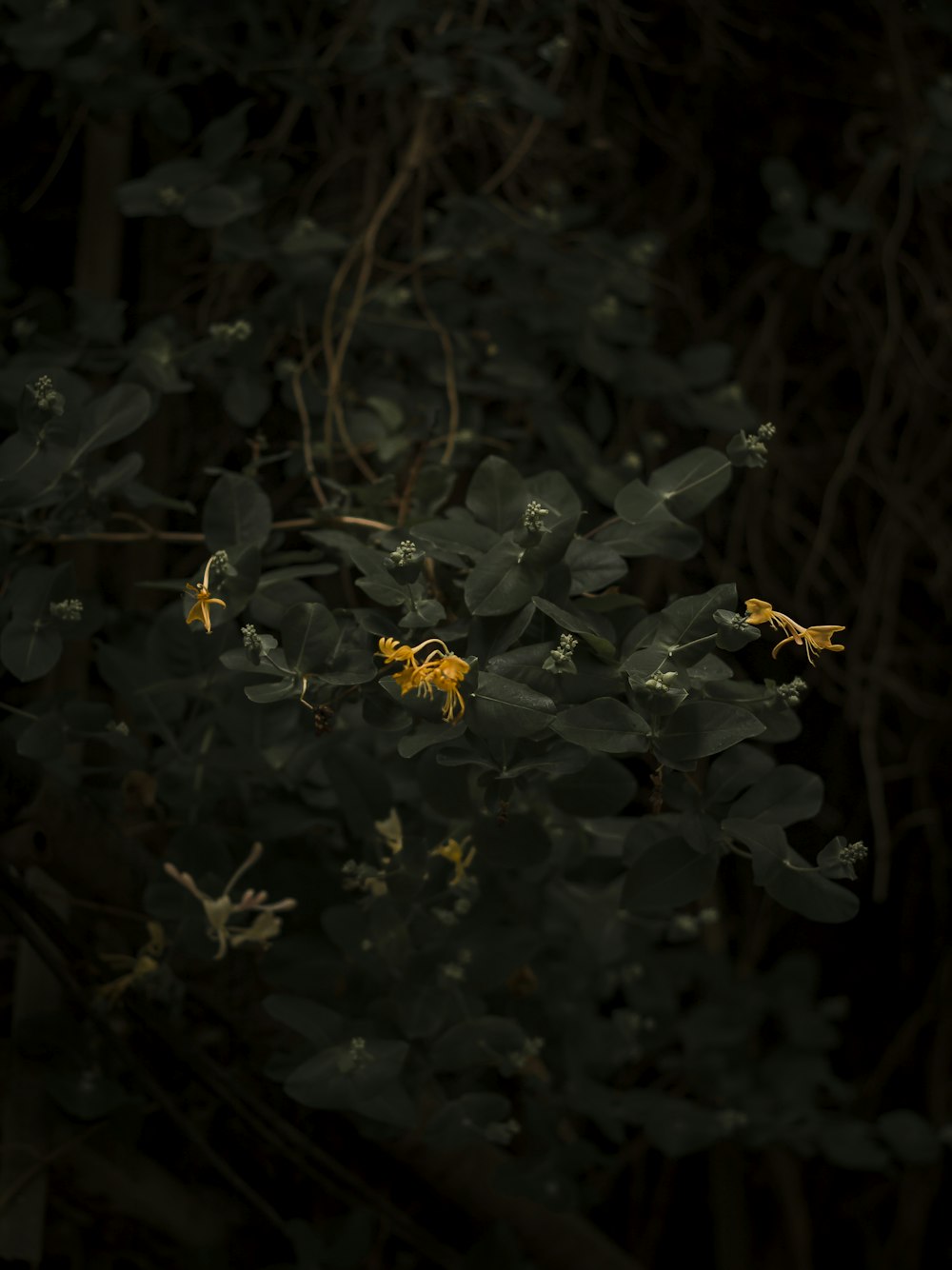 yellow flowers with green leaves