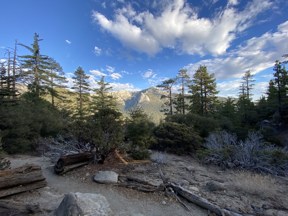 green trees on mountain under blue sky during daytime