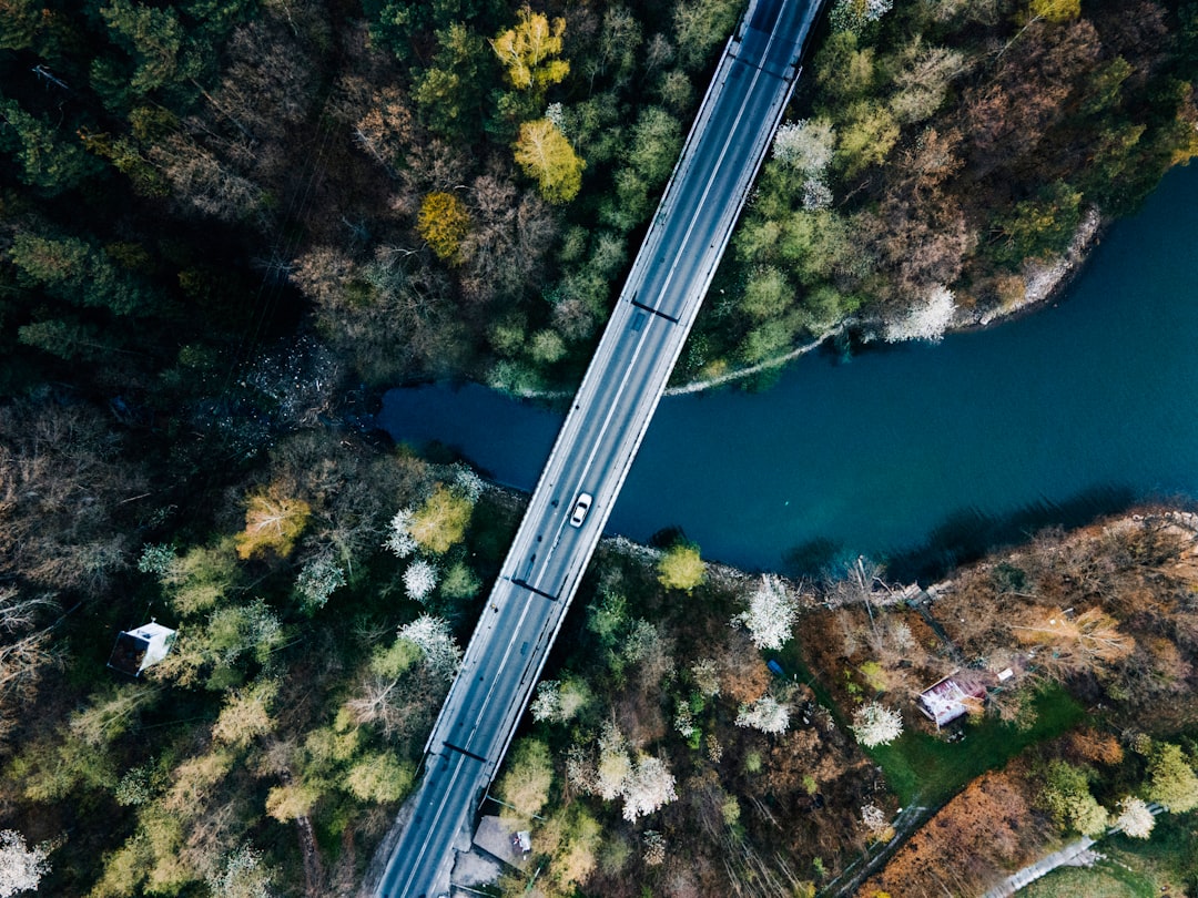 aerial view of green trees and river