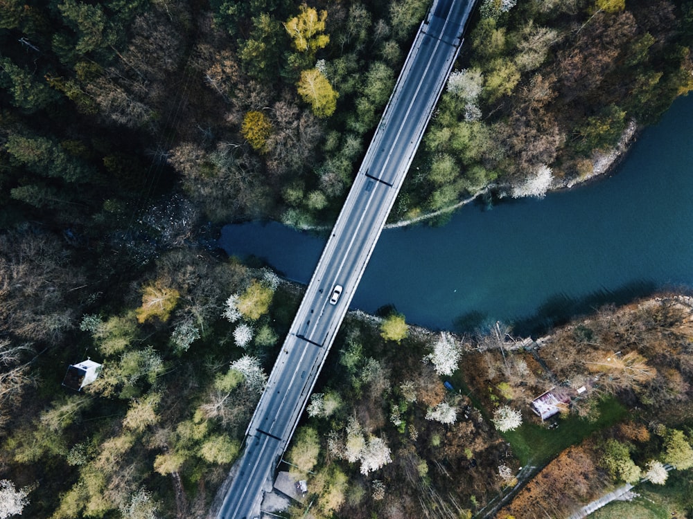 aerial view of green trees and river