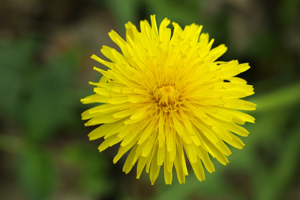 yellow flower in tilt shift lens