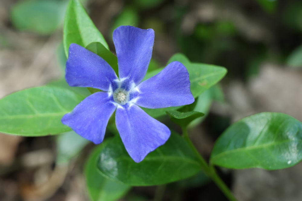 purple flower in tilt shift lens