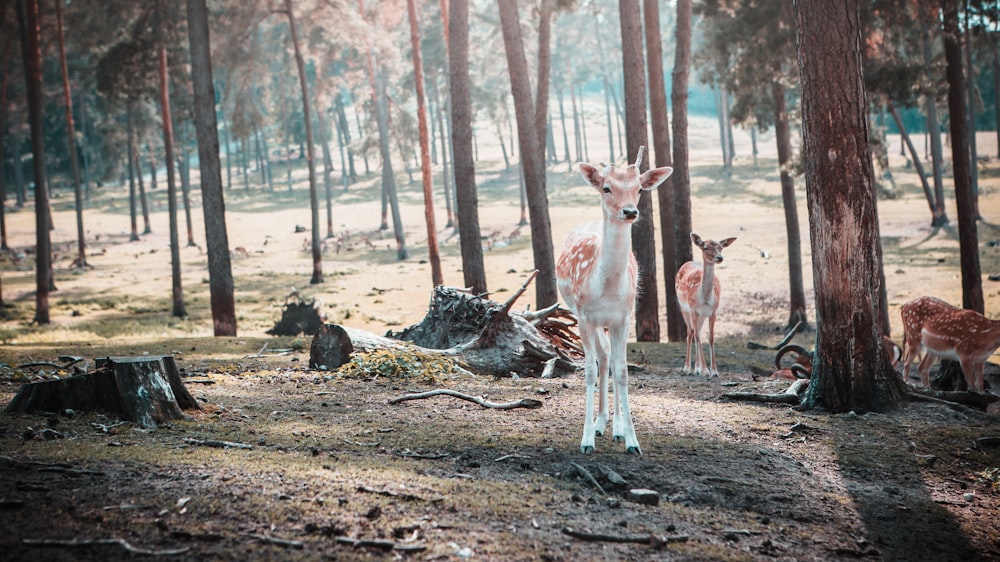 white and brown deer on brown soil during daytime