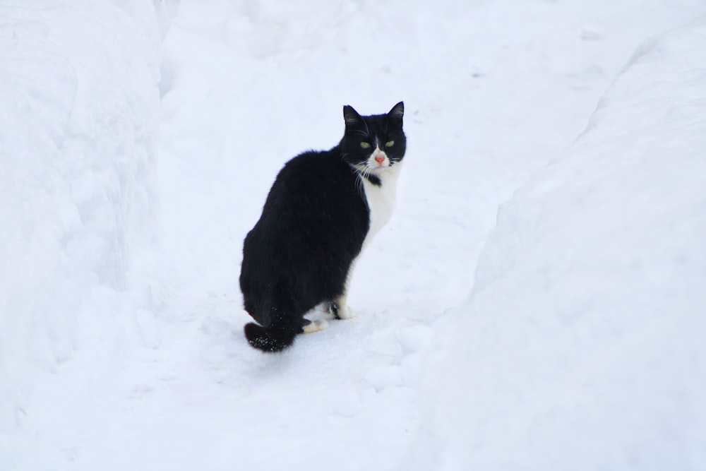 tuxedo cat on snow covered ground
