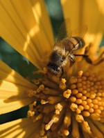 black and yellow bee on yellow flower